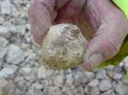 Micraster coranguinum, from the Chalk
